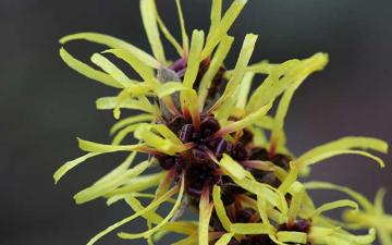 Witch Hazel, Botanic Garden